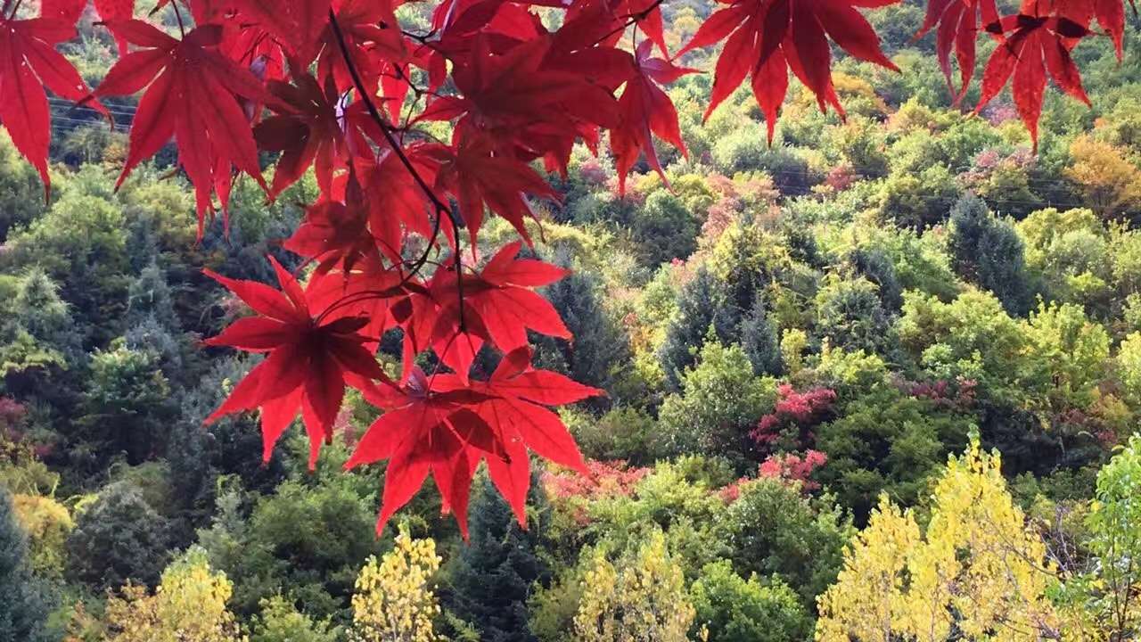 2016四川紅葉生態(tài)旅游節(jié)暨第四屆冰山彩林節(jié)在黑水開幕